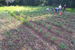 IMG_20230529_093035-Medium