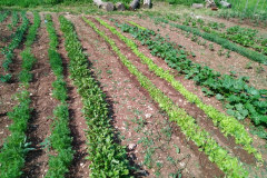 IMG_20230529_094740-Medium