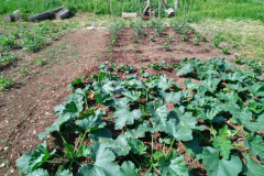 IMG_20230529_094800-Medium